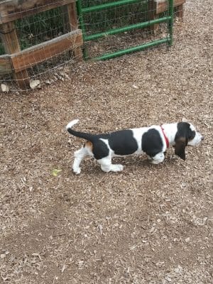 Dog Park at Fairgrounds Park
