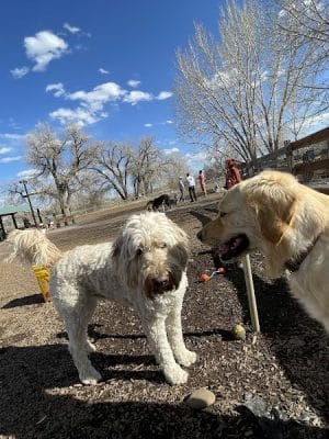 Dog Park at Fairgrounds Park