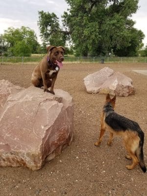 Dog Park at Fairgrounds Park