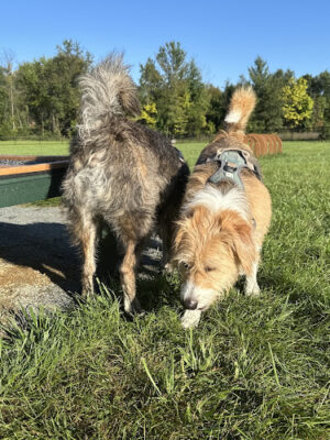 Lovettsville Community Dog Park