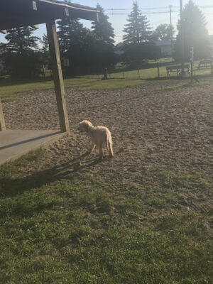 Animal Hospital of Lowell Dog Park
