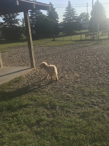 Animal Hospital of Lowell Dog Park