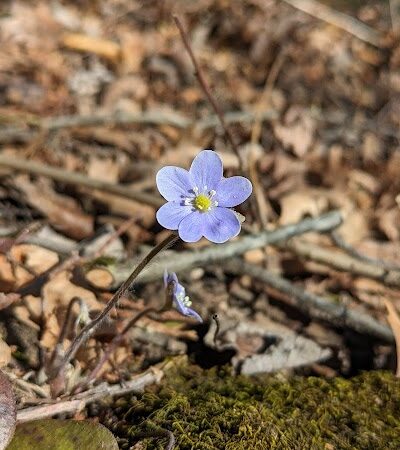 NCT - North Country Trail head - Lowell,