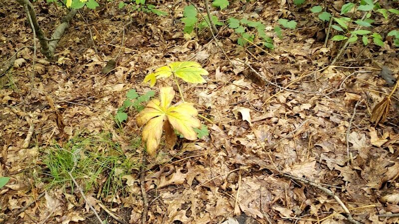 NCT - North Country Trail head - Lowell,