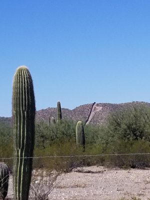 US Customs and Border Protection - Lukeville Port of Entry