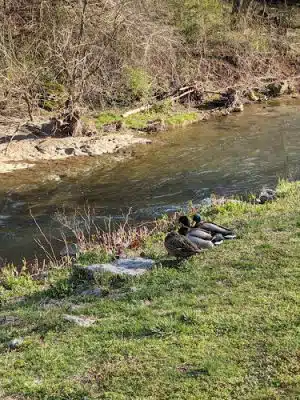 Luray-Hawksbill Greenway
