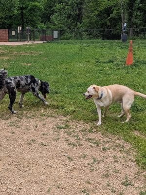 Lynchburg Dog Park