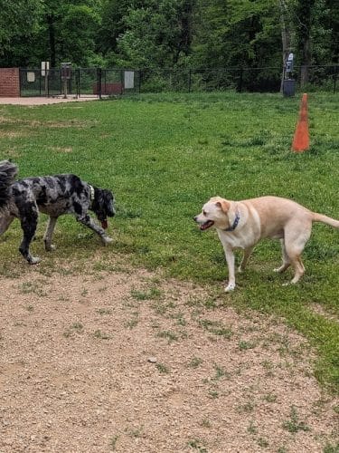 Lynchburg Dog Park