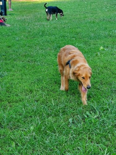 Lynchburg Dog Park