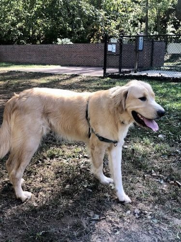 Lynchburg Dog Park