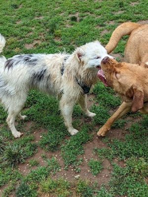 Lynchburg Dog Park