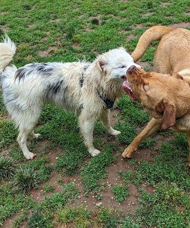Lynchburg Dog Park