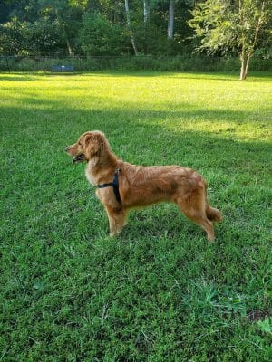 Lynchburg Dog Park
