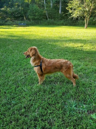 Lynchburg Dog Park
