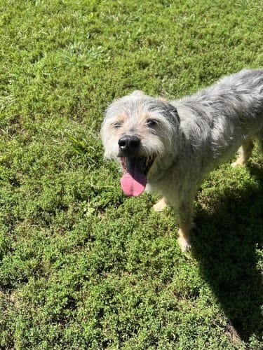 Lynchburg Dog Park