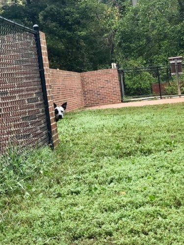 Lynchburg Dog Park