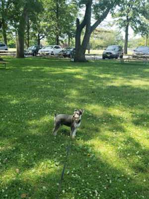 Lyndhurst Dog Park