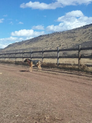 Lyons Dog Park