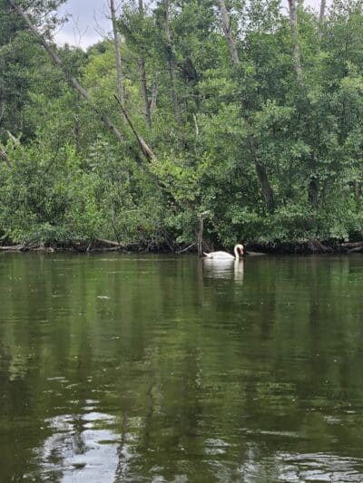 Pitchford Park - Macomb,