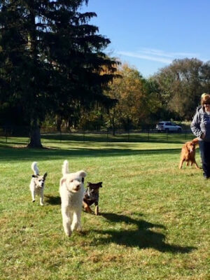 Lower Macungie Dog Park