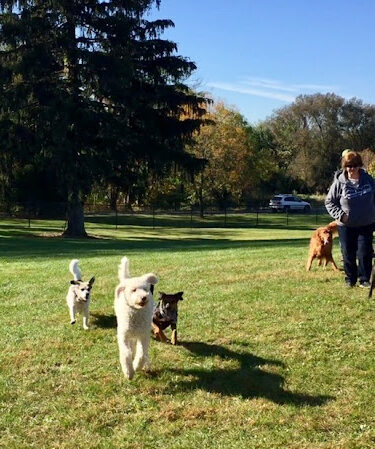 Lower Macungie Dog Park