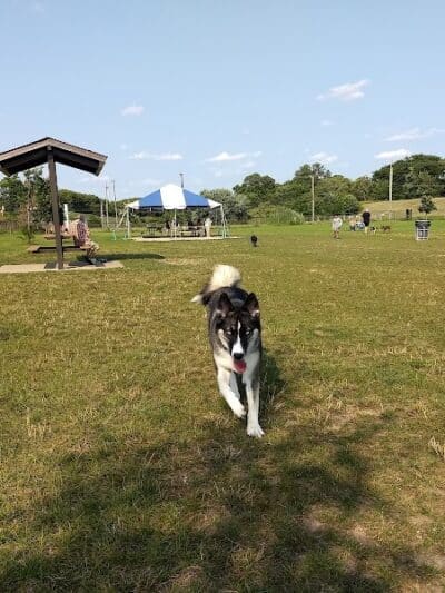 Red Oaks Dog Park - Madison Heights, MI