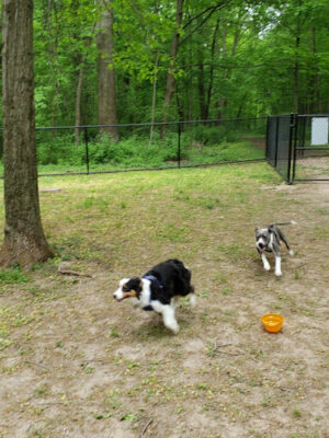 Madison Dog Park