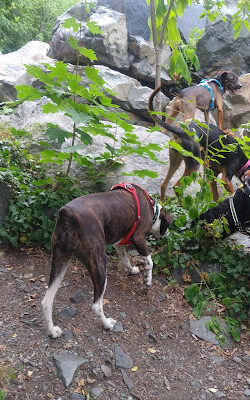 Trafton Dog Park
