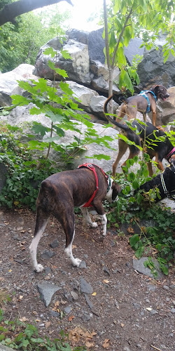 Trafton Dog Park