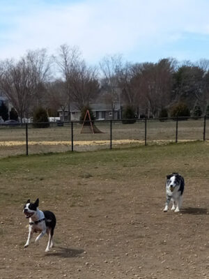 Orchard Park Dog Park