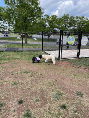 Lucky's Dog Park