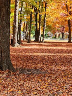 Palmer Park Mancelona Mi
