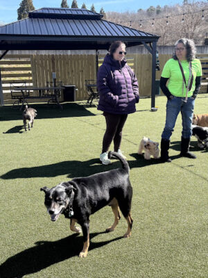 Manchester Dog Park & Social Club