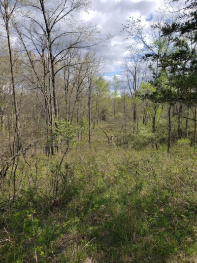 Leonard Preserve - Manchester,