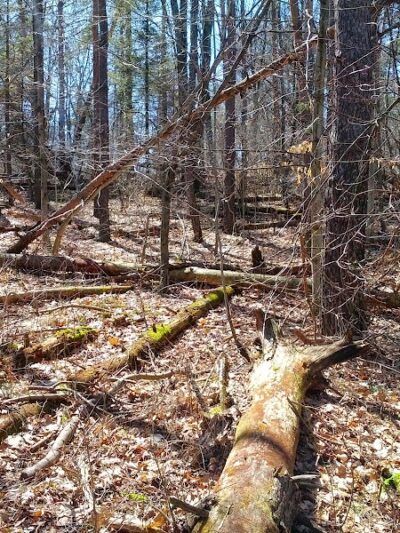 Leonard Preserve - Manchester,
