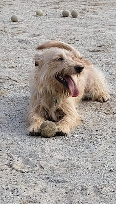 Manchester Dog Park