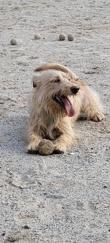 Manchester Dog Park