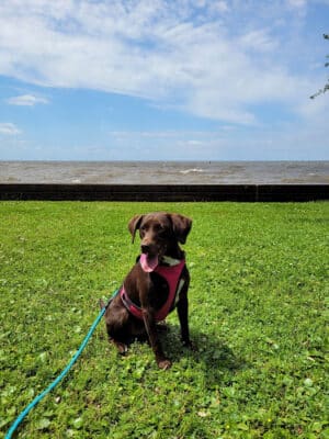 Mandeville Lakefront