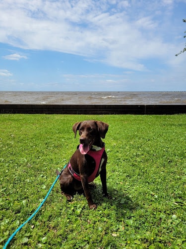 Mandeville Lakefront