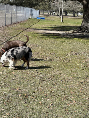 Pelican Park Bark Park
