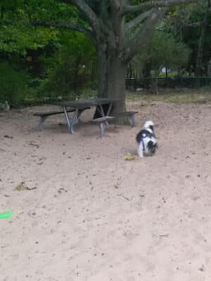First Street Dog Park
