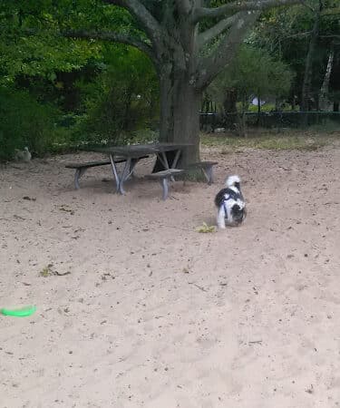 First Street Dog Park