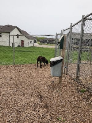 K-M Dog Park - Mantorville, MN