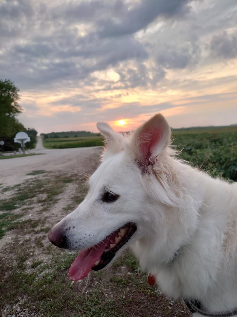 K-M Dog Park - Mantorville, MN