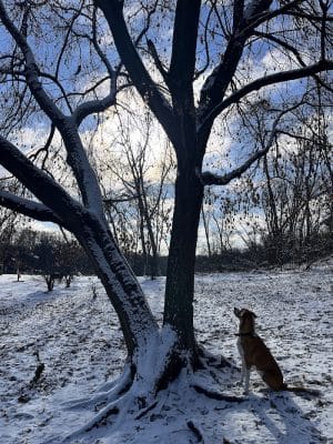 Dog Park at Fish Lake Regional Park