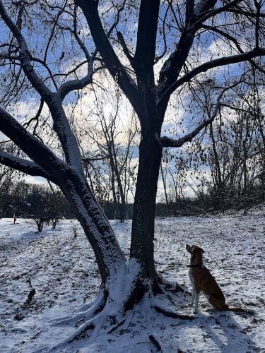 Dog Park at Fish Lake Regional Park