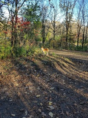 Dog Park at Fish Lake Regional Park