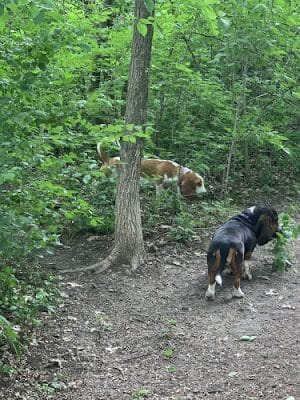 Dog Park at Fish Lake Regional Park