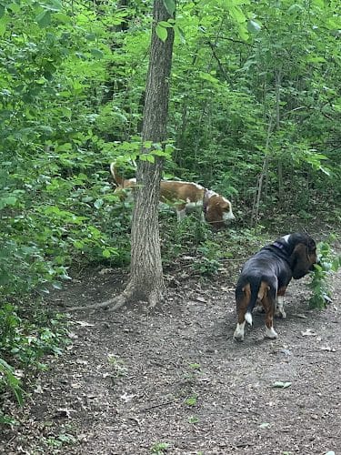 Dog Park at Fish Lake Regional Park