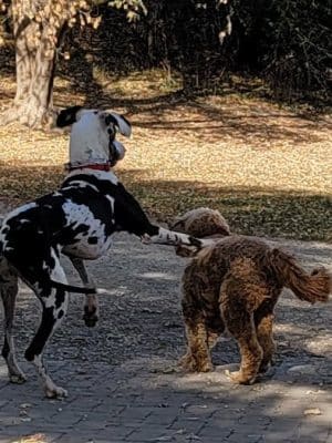 Dog Park at Fish Lake Regional Park